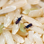 6 Cara Mudah & Berkesan Untuk Halau Kutu Beras.