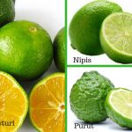 Ini Perbezaan Limau Kasturi, Nipis Dan Purut.