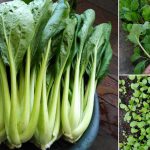 Cara Mudah Tanam Sendiri Sawi Organik Yang Sihat & Subur Di Rumah