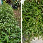 Tips & Petua Penjagaan Pokok Kesum Untuk Terus Hidup