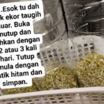tauge (5)