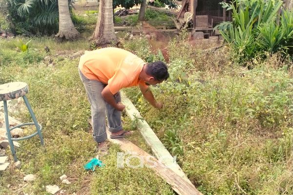OKU Bersihkan Semak, Jumpa Buah Letup, Rupa-Rupanya Banyak Khasiat Buah Ini