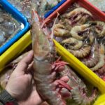 seafood