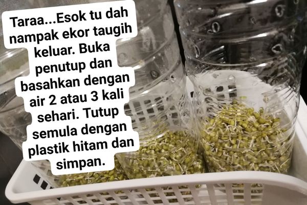 Tanam Sendiri Tauge Di Dalam Botol, Bersih Dan Berbaloi