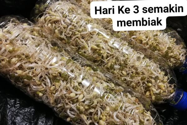 Tanam Sendiri Tauge Di Dalam Botol, Bersih Dan Berbaloi