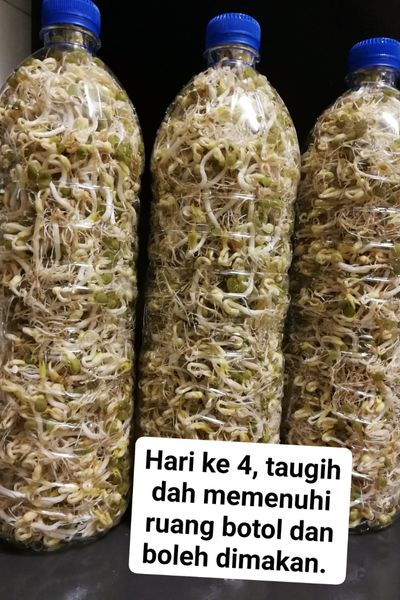 Tanam Sendiri Tauge Di Dalam Botol, Bersih Dan Berbaloi