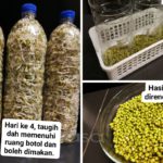Tanam Sendiri Tauge Di Dalam Botol, Bersih Dan Berbaloi