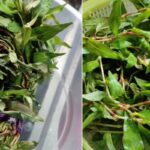 Sayur Layu Segar Semula Macam Baru Lepas Petik, Rendam Dengan Satu Bahan Ini Saja