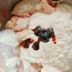 AYAM-VIRAL-4