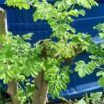 Daun Moringa Banyak Khasiat, Boleh Proses Sendiri Jadi Serbuk