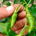 Cara Petik Cili Yang Betul, Penting Supaya Cili Tahan Lama