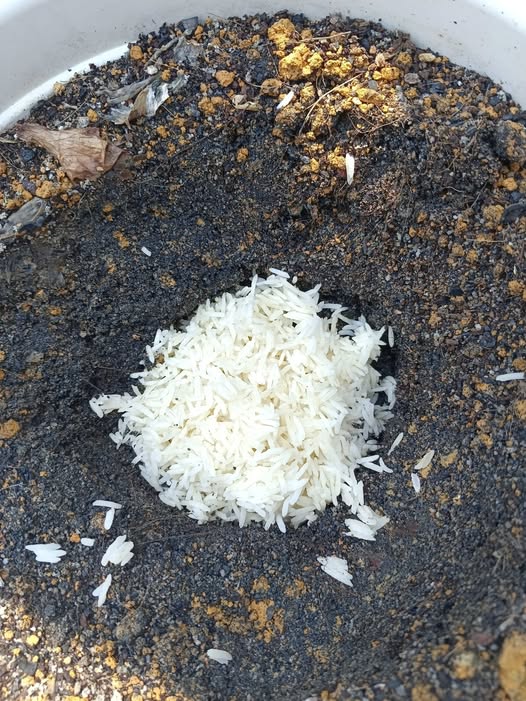 Nasi Basi Jangan Buang, Tanam Dalam Pasu! Ini Kegunaannya