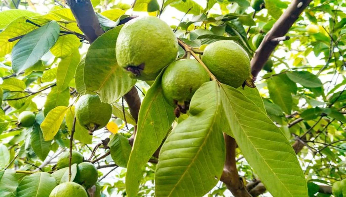 Teh Daun Jambu Batu Bantu Rawat Influenza Secara Semula Jadi