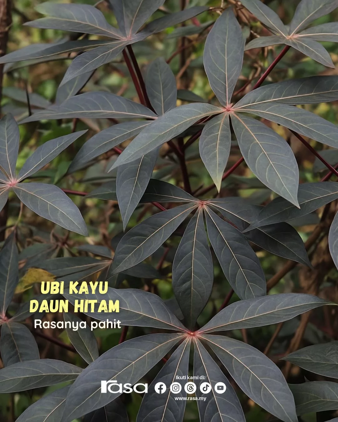Daun Ubi Kayu Paling Sedap & Tak Pahit? Rahsia Nenek Moyang Yang Mengejutkan!