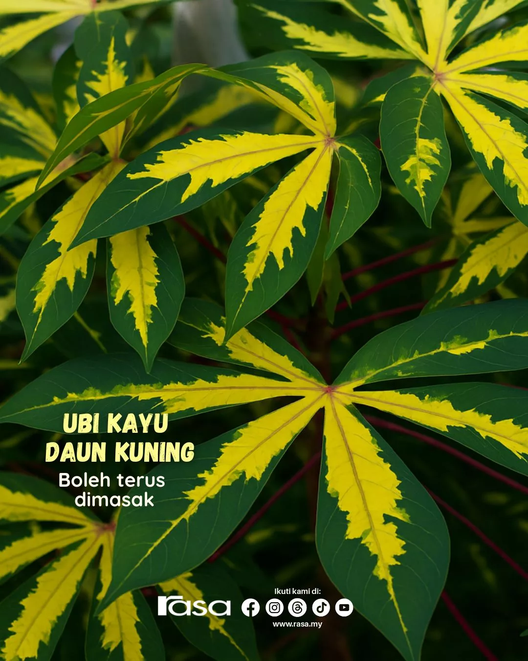 Daun Ubi Kayu Paling Sedap & Tak Pahit? Rahsia Nenek Moyang Yang Mengejutkan!