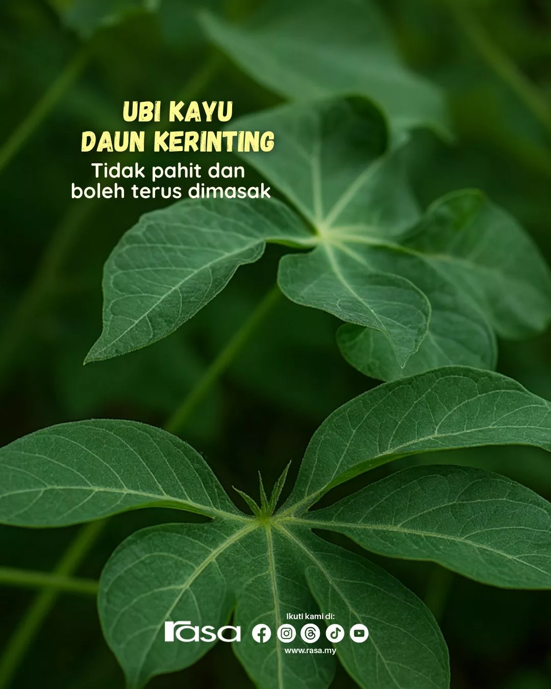 Daun Ubi Kayu Paling Sedap & Tak Pahit? Rahsia Nenek Moyang Yang Mengejutkan!