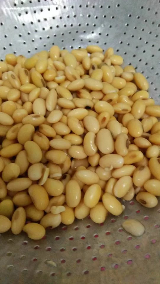 Air Kacang Soya: Manfaat Menakjubkan & Resipi Homemade Yang Sangat Sedap 11 Air Kacang Soya: Manfaat Menakjubkan & Resipi Homemade Yang Sangat Sedap