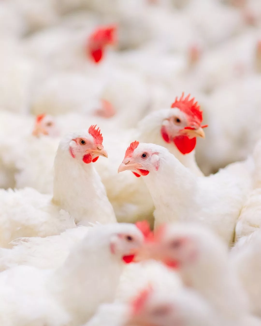 Nak Tahu Ayam Segar atau Tak? Lihat Warna Buntut Ayam untuk Elak Beli Ayam Tak Halal!