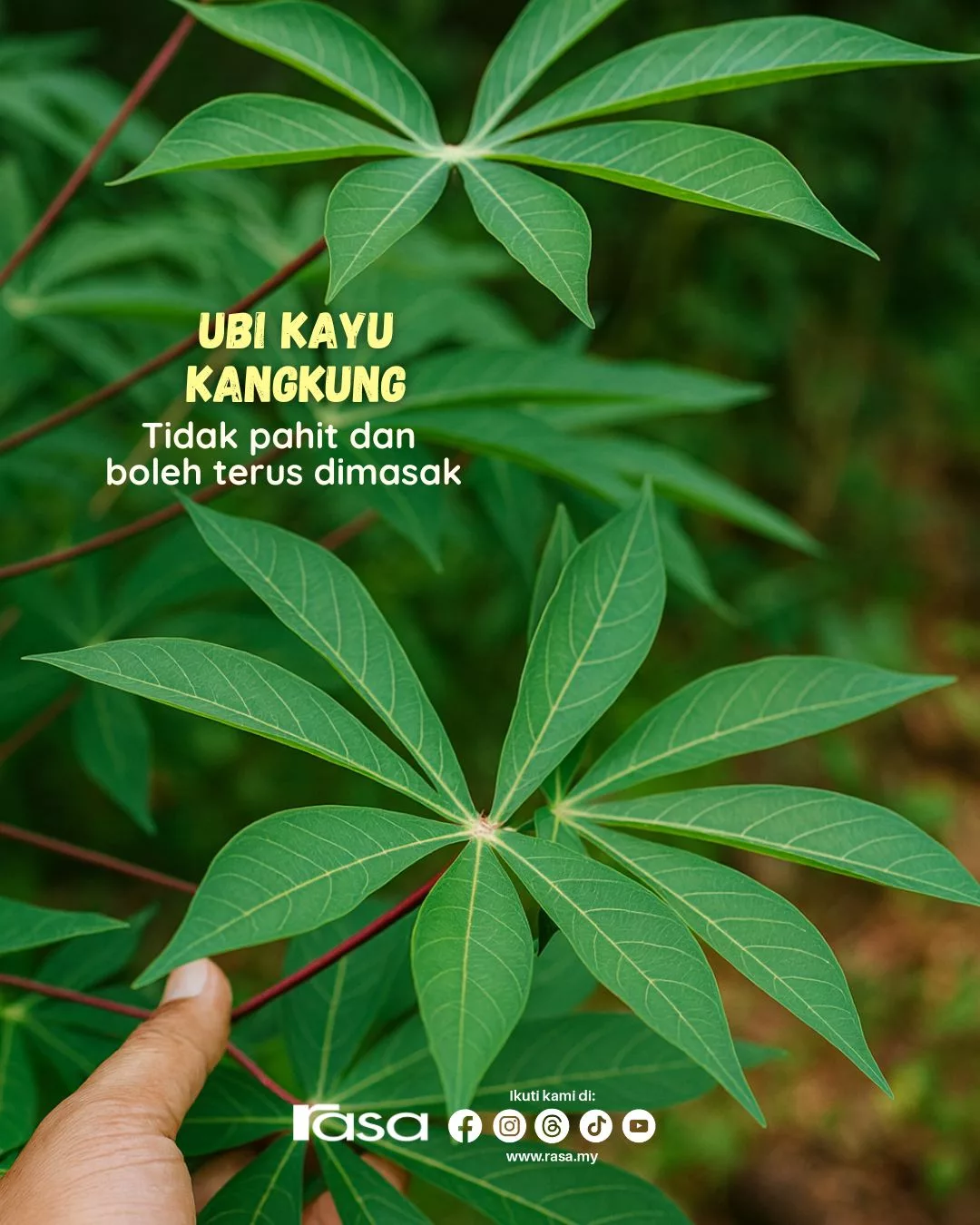Daun Ubi Kayu Paling Sedap & Tak Pahit? Rahsia Nenek Moyang Yang Mengejutkan!