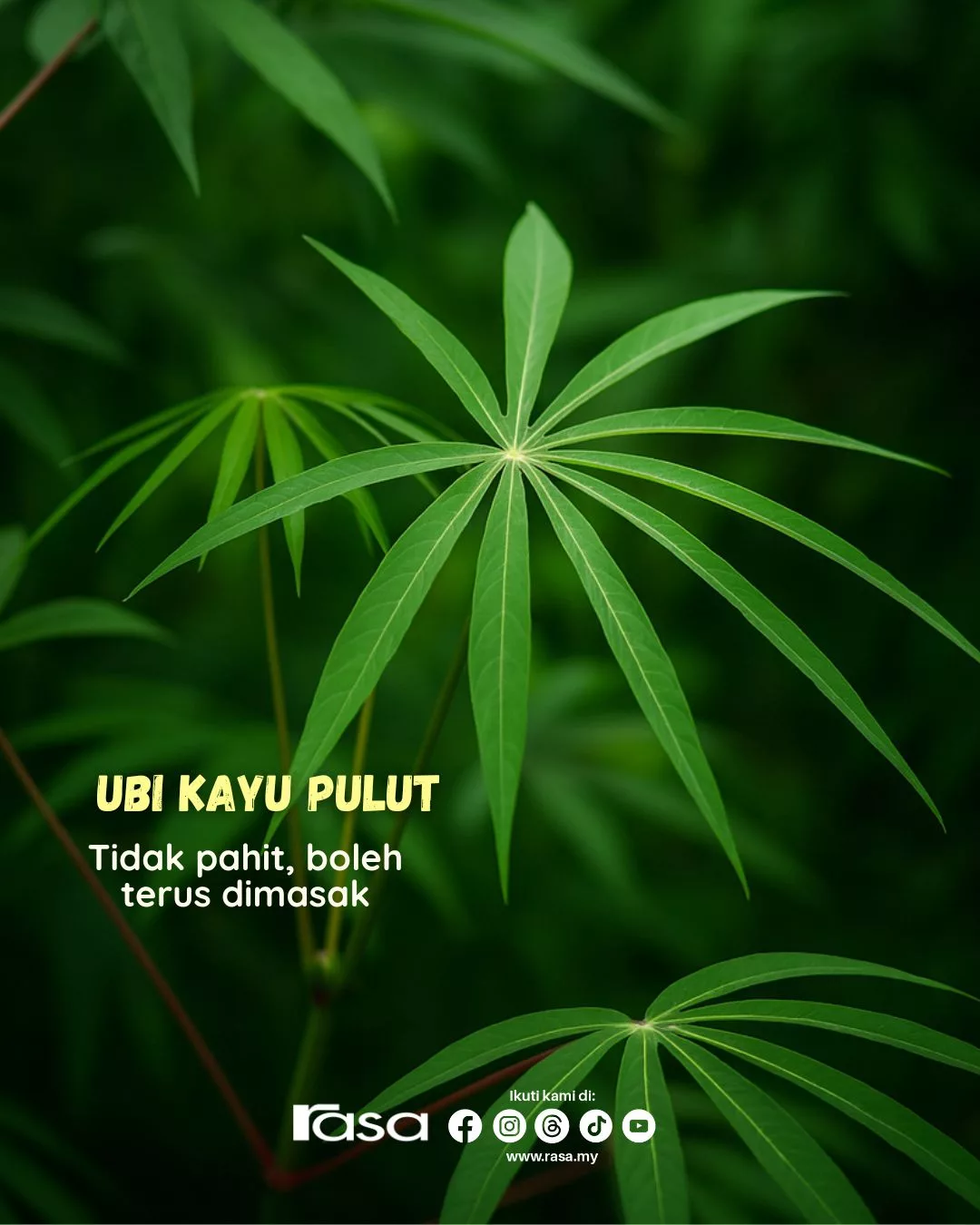 Daun Ubi Kayu Paling Sedap & Tak Pahit? Rahsia Nenek Moyang Yang Mengejutkan!