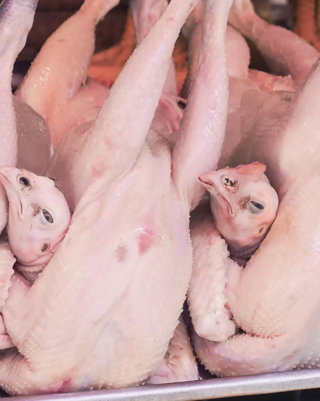 Nak Tahu Ayam Segar atau Tak? Lihat Warna Buntut Ayam untuk Elak Beli Ayam Tak Halal!