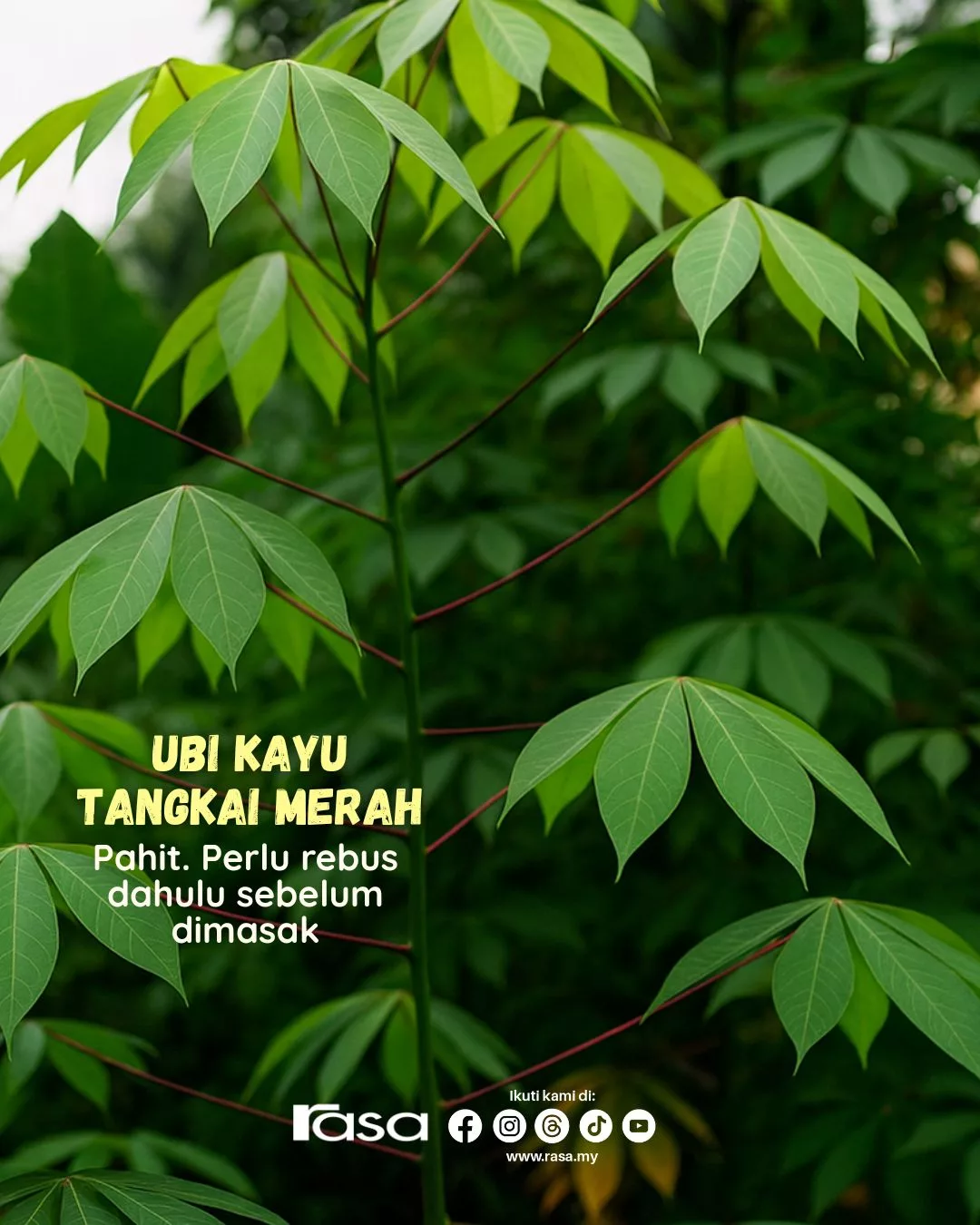 Daun Ubi Kayu Paling Sedap & Tak Pahit? Rahsia Nenek Moyang Yang Mengejutkan!