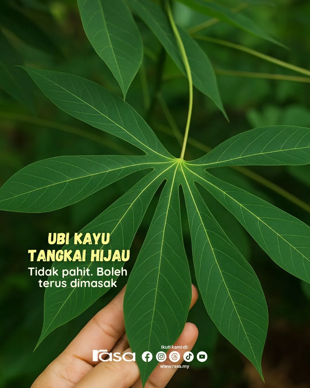 Daun Ubi Kayu Paling Sedap & Tak Pahit? Rahsia Nenek Moyang Yang Mengejutkan!