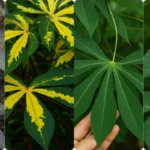 Daun Ubi Kayu Paling Sedap & Tak Pahit? Rahsia Nenek Moyang Yang Mengejutkan!