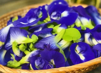 Khasiat & Resipi Bunga Telang. Pewarna Semula Jadi Penuh Manfaat Untuk Kesihatan