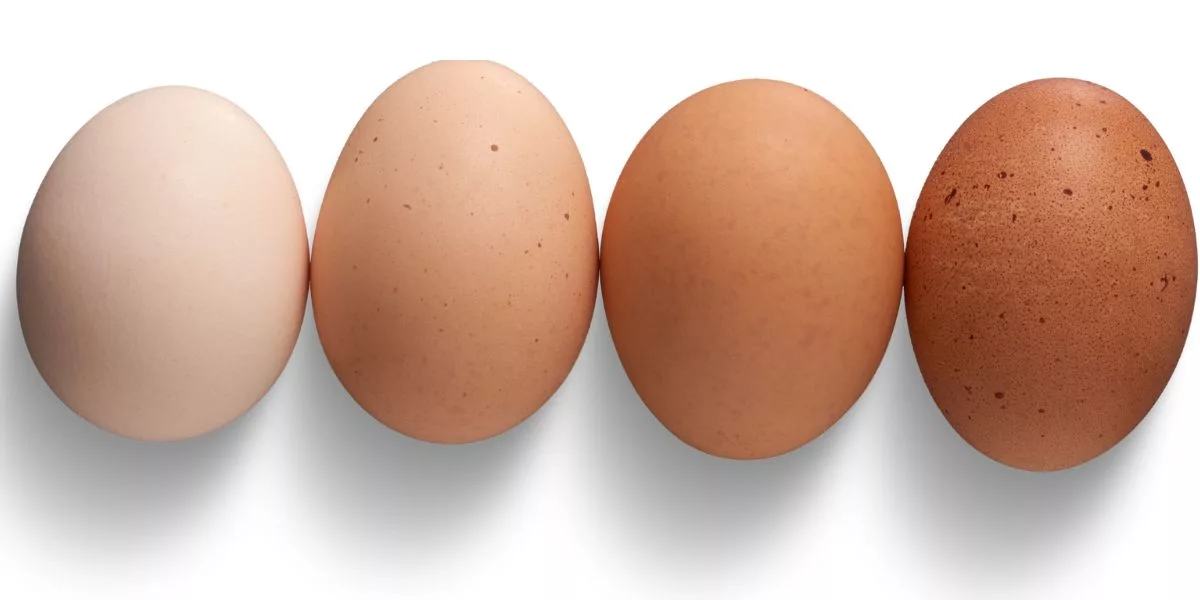 Rahsia Bentuk dan Warna Kulit Telur, Panduan Bijak Pilih Telur Segar