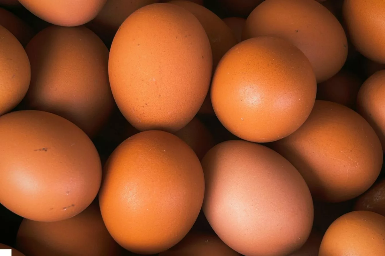 Rahsia Bentuk dan Warna Kulit Telur, Panduan Bijak Pilih Telur Segar