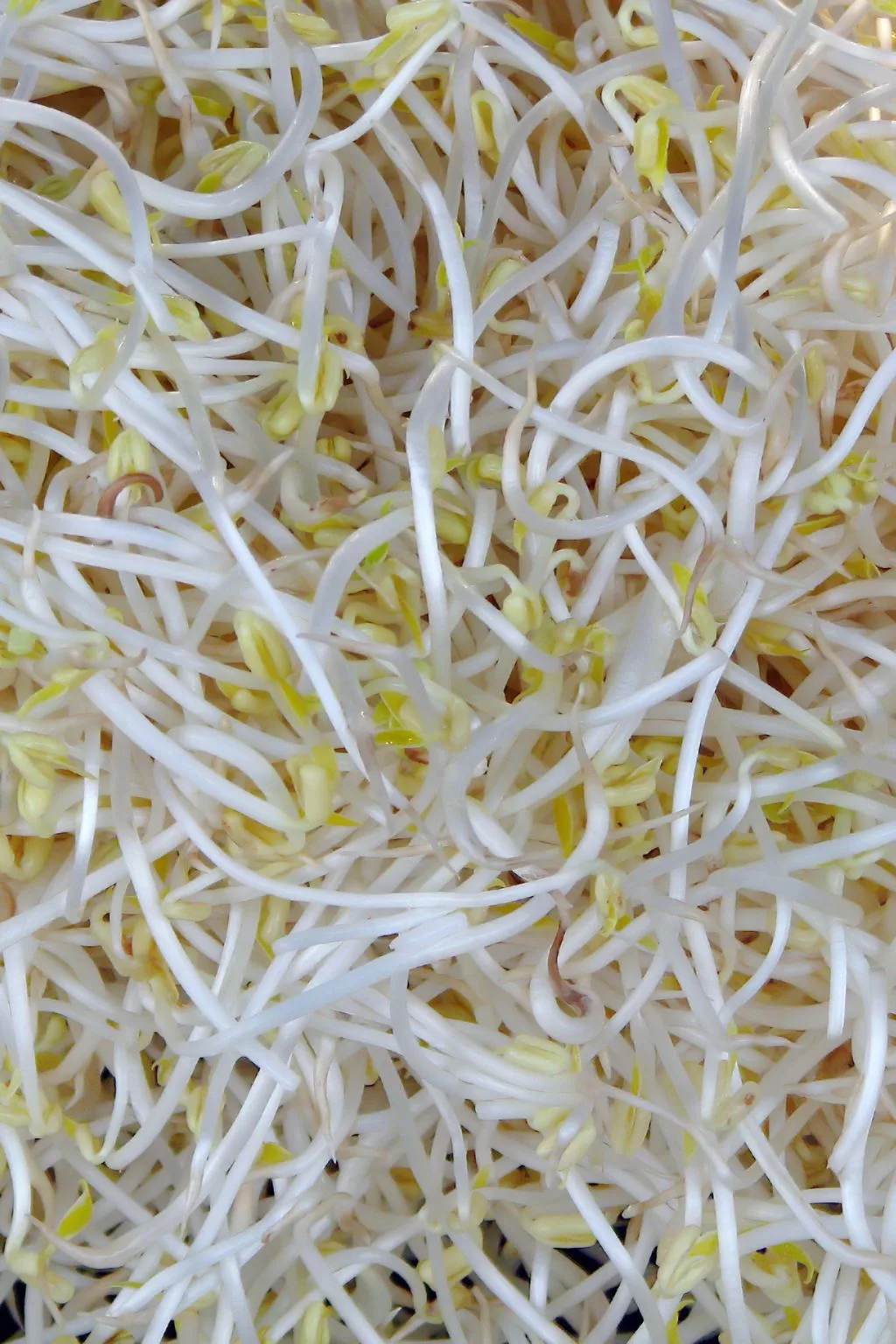 Cara Simpan Tauge Agar Tahan Lama & Segar, Petua Dapur Paling Mudah!