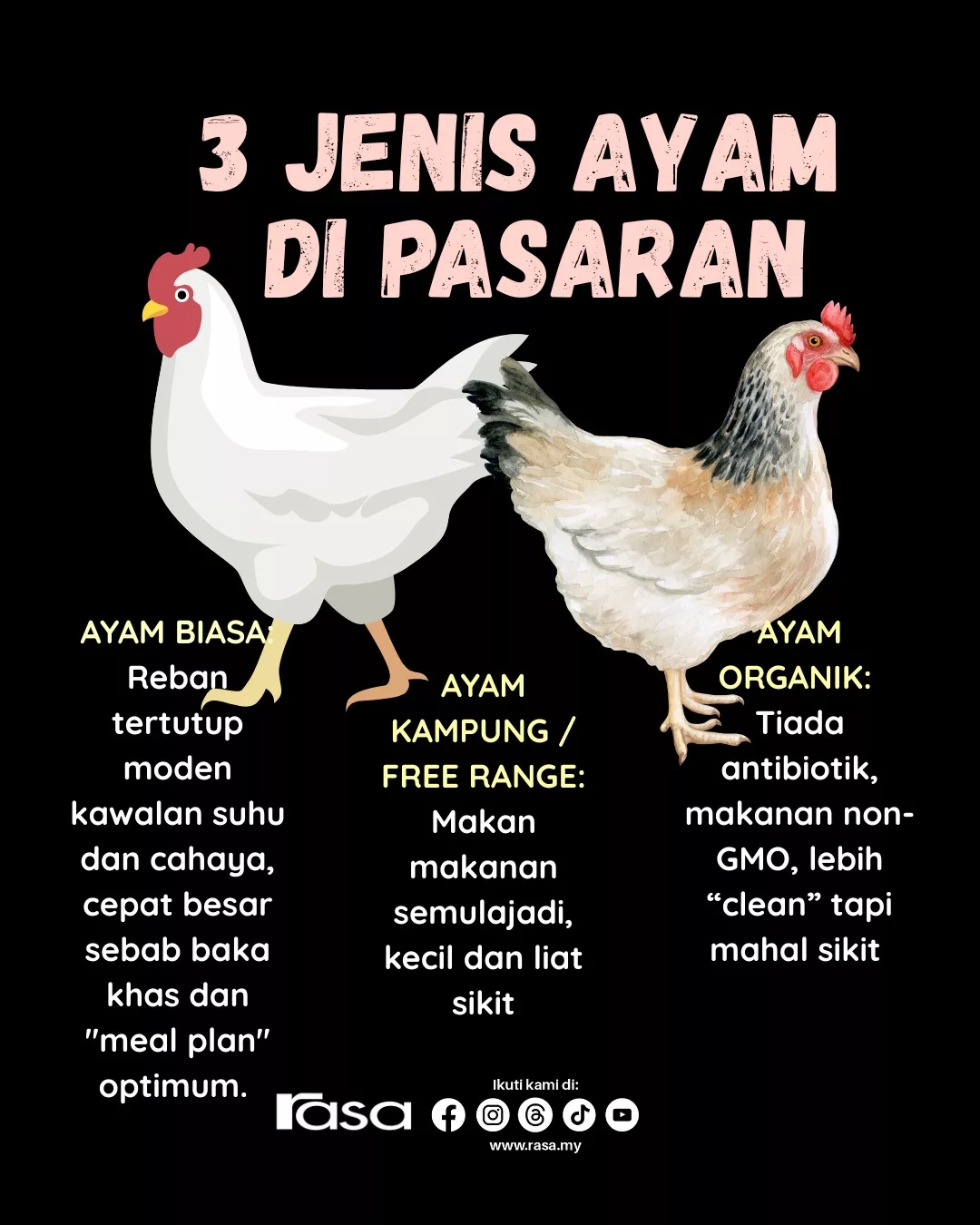 Betul Kah Ayam Sekarang Banyak Kena Cucuk? Ini Penjelasan Sebenar.