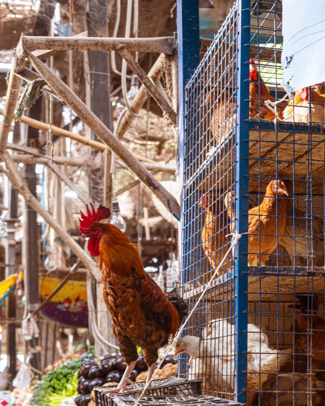 Betul Kah Ayam Sekarang Banyak Kena Cucuk? Ini Penjelasan Sebenar.