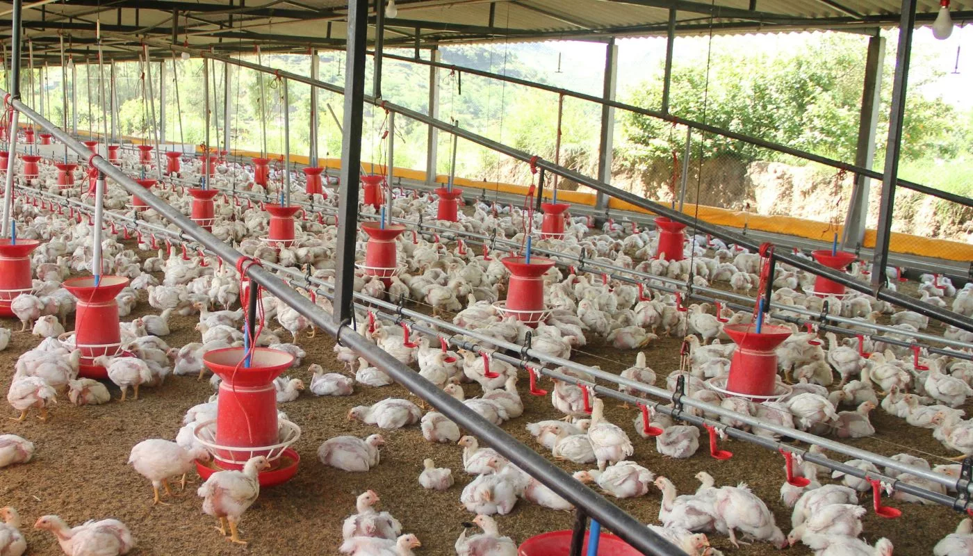 Betul Kah Ayam Sekarang Banyak Kena Cucuk? Ini Penjelasan Sebenar.