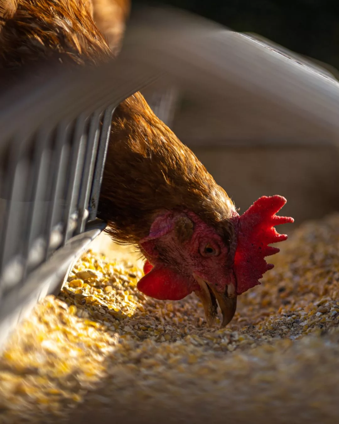 Betul Kah Ayam Sekarang Banyak Kena Cucuk? Ini Penjelasan Sebenar.