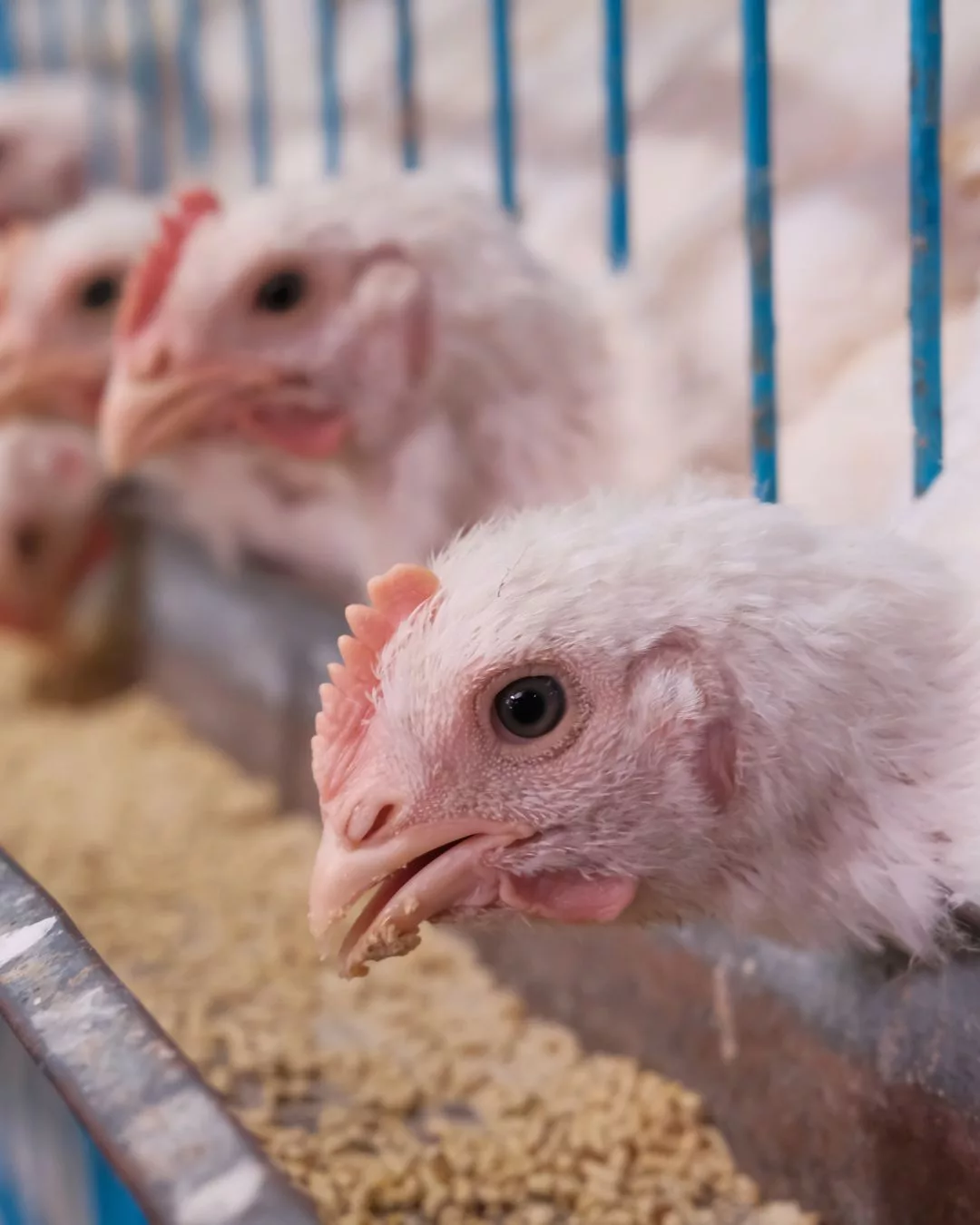 Betul Kah Ayam Sekarang Banyak Kena Cucuk? Ini Penjelasan Sebenar.