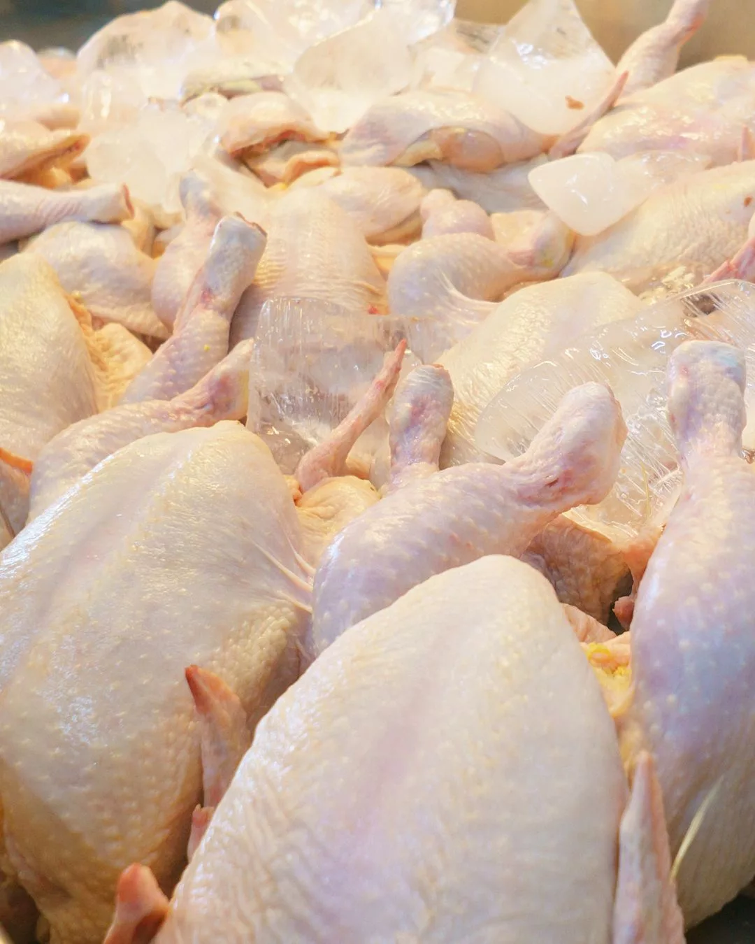 Betul Kah Ayam Sekarang Banyak Kena Cucuk? Ini Penjelasan Sebenar.