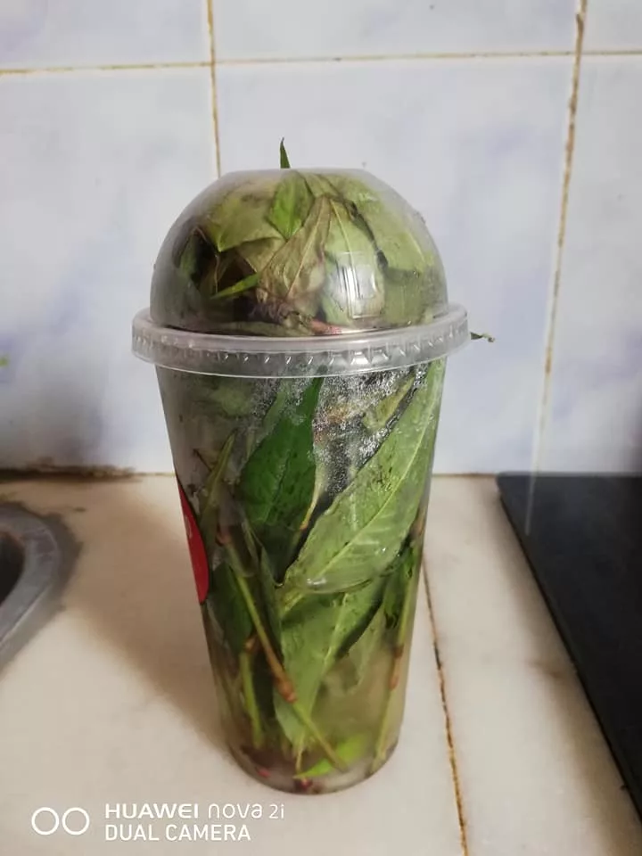 Cara Simpan Daun Kesum Agar Kekal Segar Lebih 2 Minggu. Petua Mudah & Berkesan