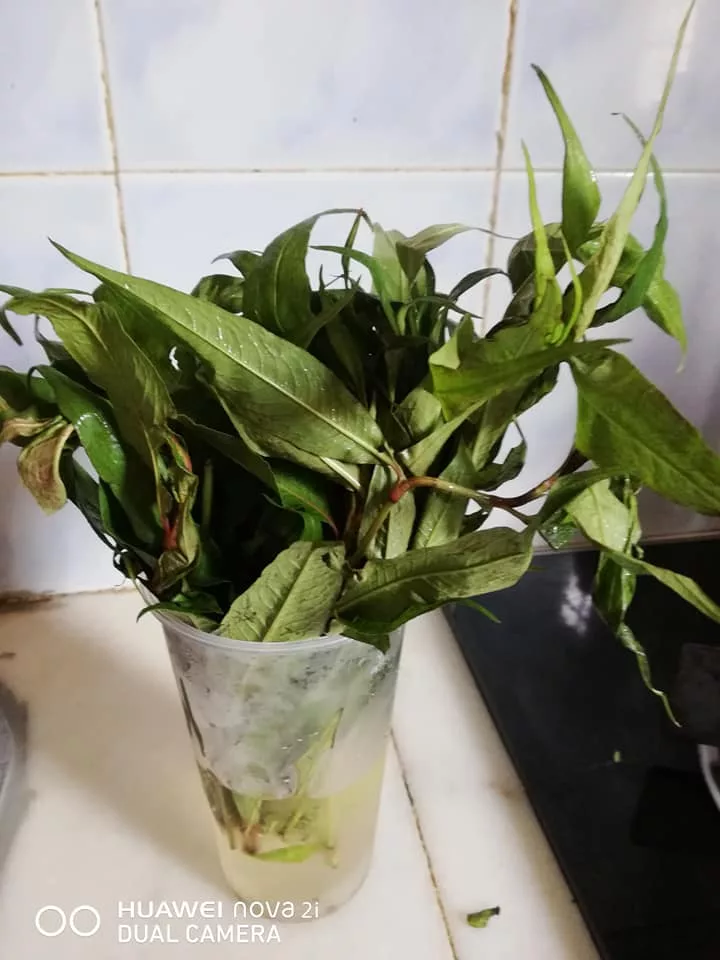 Cara Simpan Daun Kesum Agar Kekal Segar Lebih 2 Minggu. Petua Mudah & Berkesan