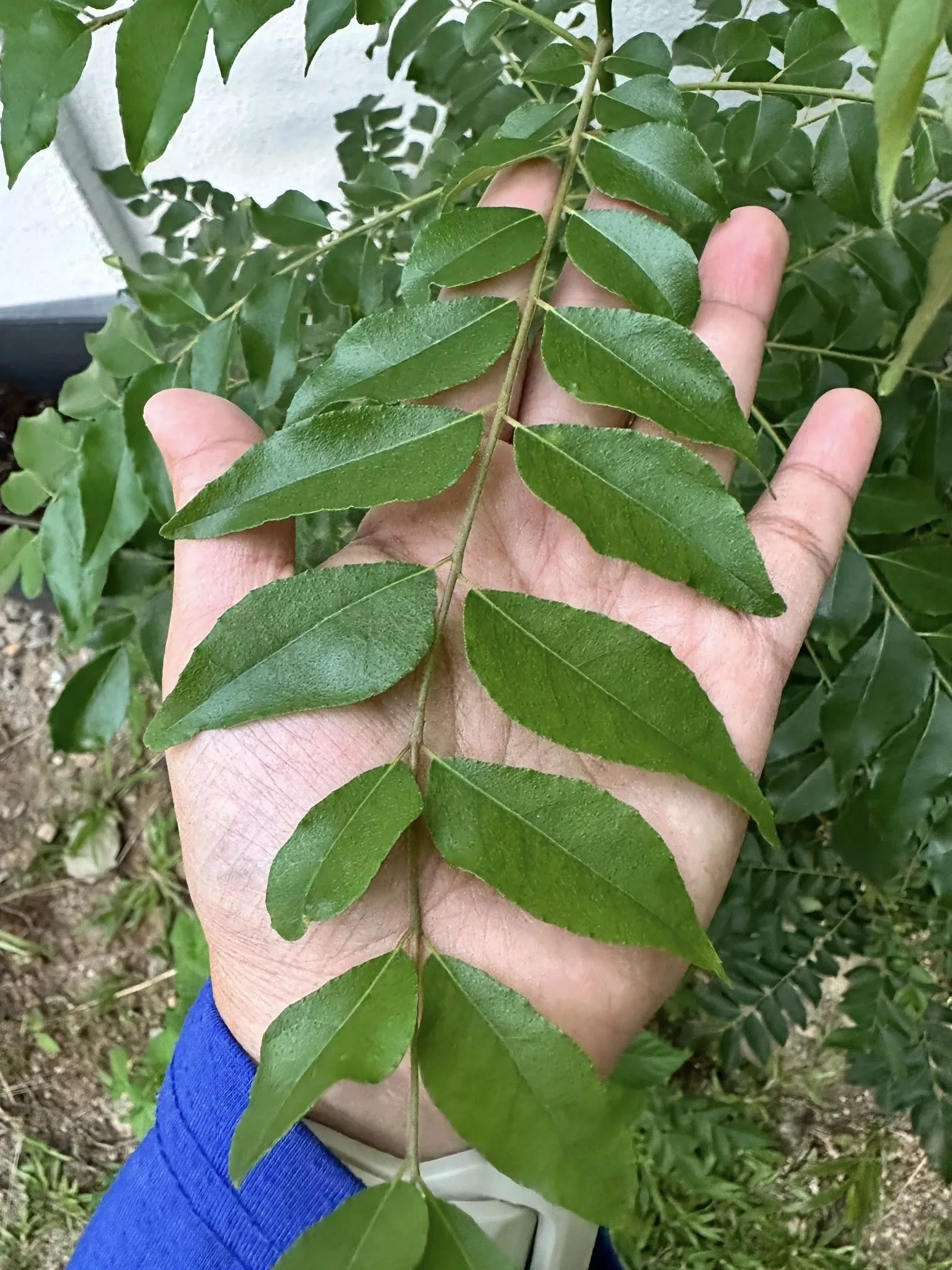 Tip POKOK KARI Daun Cantik Menghijau, Lebat Subur Merimbun Kena CANTAS Selalu!