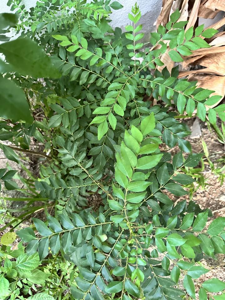 Tip POKOK KARI Daun Cantik Menghijau, Lebat Subur Merimbun Kena CANTAS Selalu!