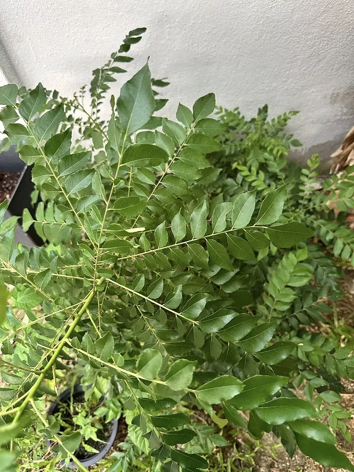 Tip POKOK KARI Daun Cantik Menghijau, Lebat Subur Merimbun Kena CANTAS Selalu!