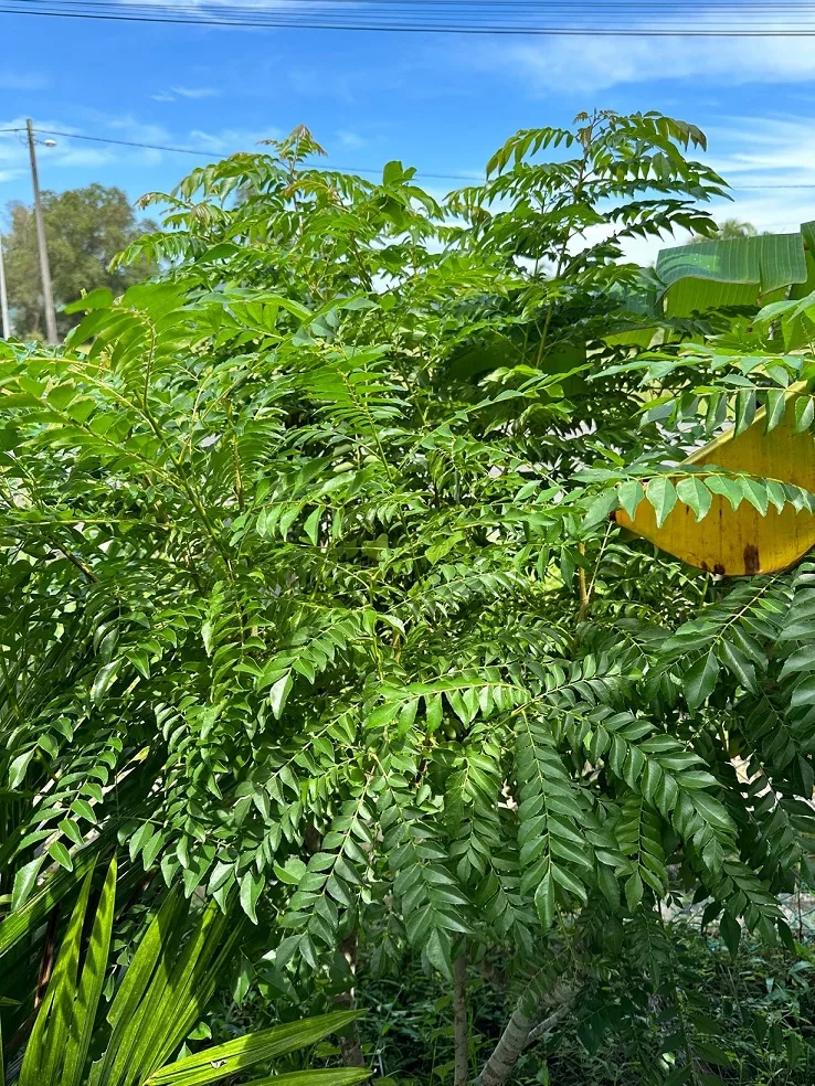 Tip POKOK KARI Daun Cantik Menghijau, Lebat Subur Merimbun Kena CANTAS Selalu!