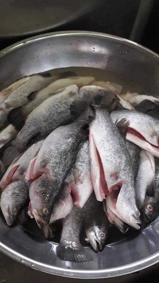 Elak Bau Hanyir, PENTING Bersihkan Darah Beku, Buang Urat Atas Tulang Perut IKAN SIAKAP!