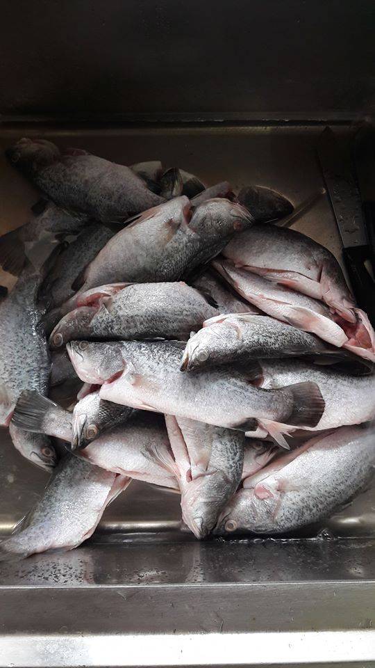 Elak Bau Hanyir, PENTING Bersihkan Darah Beku, Buang Urat Atas Tulang Perut IKAN SIAKAP!