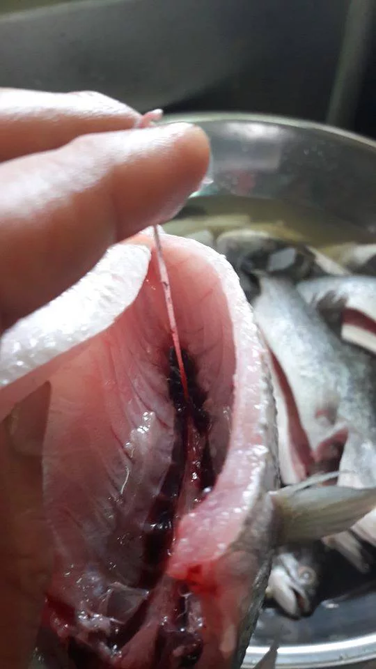 Elak Bau Hanyir, PENTING Bersihkan Darah Beku, Buang Urat Atas Tulang Perut IKAN SIAKAP!