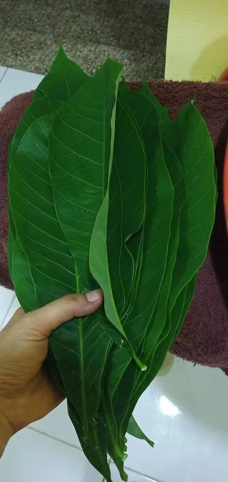 TAPAI PULUT Manis Leting Berair, Pastikan Ragi Betul-Betul Elok, Tak Betul CARA Tak Jadi!