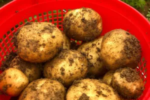 Kentang: Kisah Menakjubkan yang Pernah Menyelamatkan Dunia daripada Kebuluran