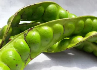 Petai Jadi Kegilaan Ramai: Kenapa Ada Yang Terlalu Suka Dan Ada Yang Benci?